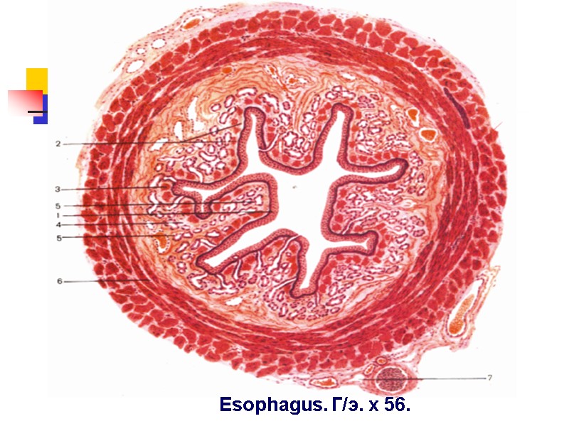 Esophagus. Г/э. х 56.